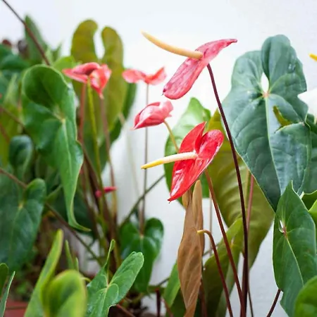 Casa Reis בית נופש