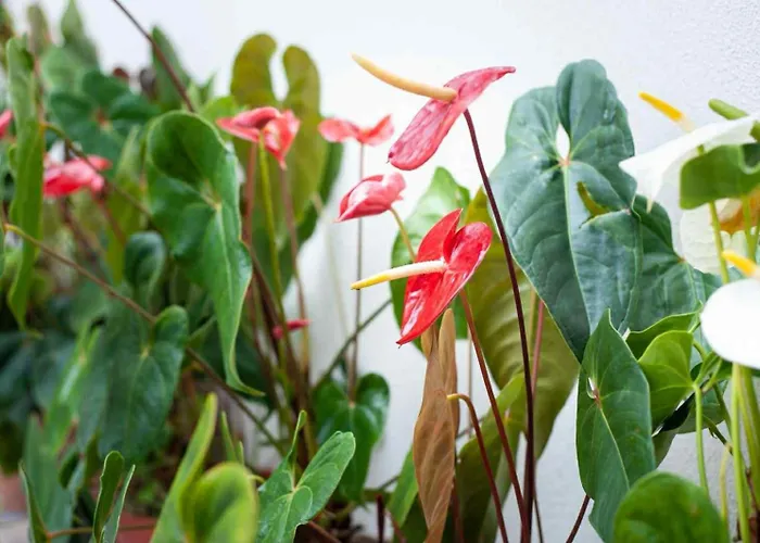 Casa Reis Vakantiehuis